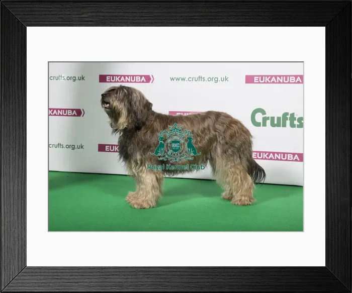 Framed Print : 2018 Best of Breed Catalan Sheepdog Framed Print : 2018 Best of Breed Catalan Sheepdog