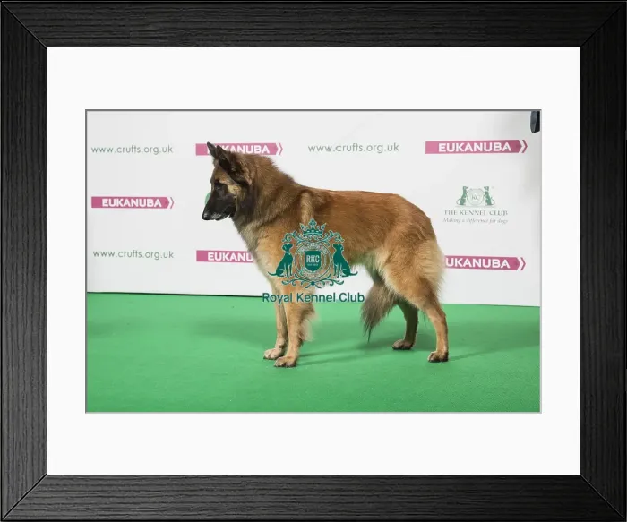 Framed Print : 2018 Best of Breed BELGIAN SHEPHERD DOG (TERVUEREN) Framed Print : 2018 Best of Breed BELGIAN SHEPHERD DOG (TERVUEREN)