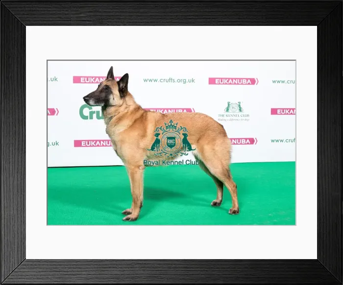 Framed Print : 2018 Best of Breed Belgian Shepherd Dog (Malinois) Framed Print : 2018 Best of Breed Belgian Shepherd Dog (Malinois)