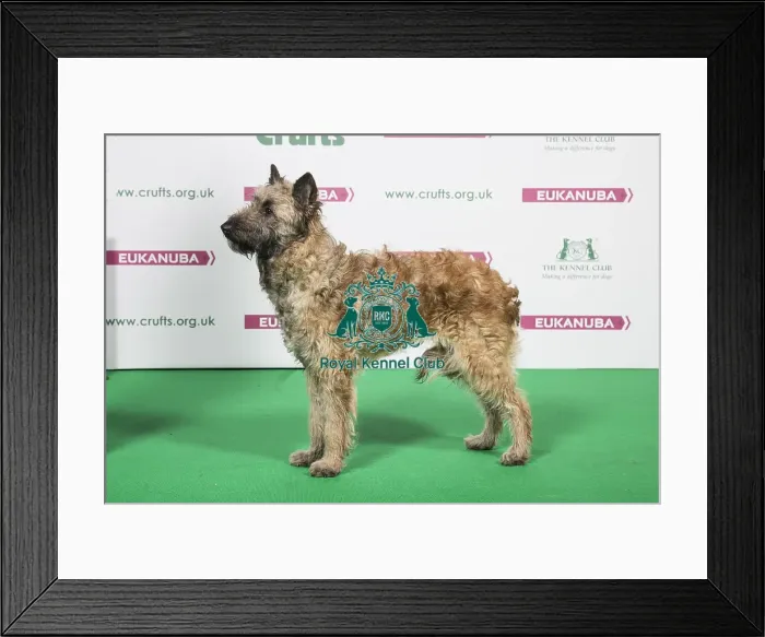 Framed Print : 2018 Best of Breed Belgian Shepherd Dog (Laekenois) Framed Print : 2018 Best of Breed Belgian Shepherd Dog (Laekenois)