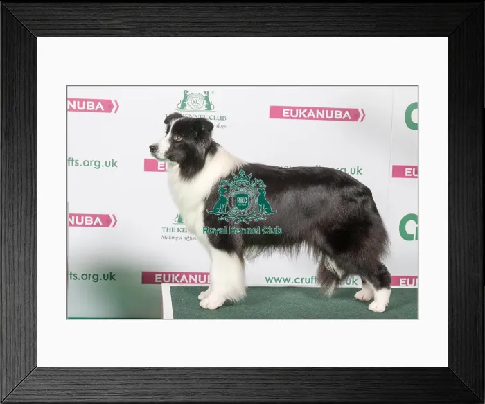 Framed Print : 2018 Best of Breed Border Collie