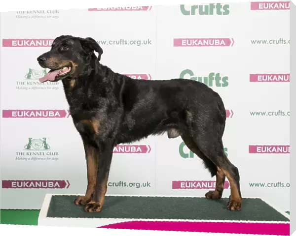 2018 Best of Breed Beauceron