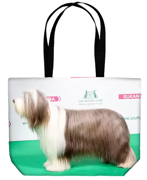 2018 Best of Breed Bearded Collie
