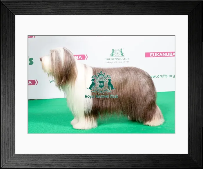Framed Print : 2018 Best of Breed Bearded Collie Framed Print : 2018 Best of Breed Bearded Collie