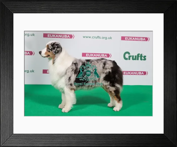 Framed Print : 2018 Best of Breed Australian Shepherd Framed Print : 2018 Best of Breed Australian Shepherd