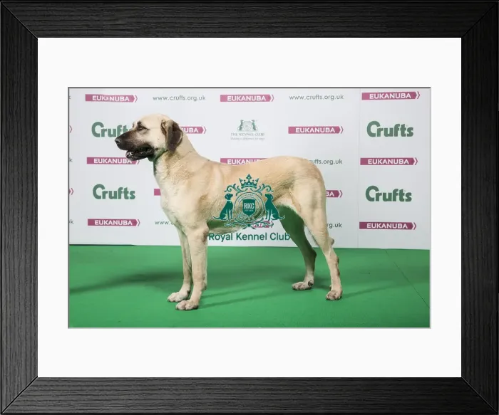 Framed Print : 2018 Best of Breed Anatolian Shepherd Dog Framed Print : 2018 Best of Breed Anatolian Shepherd Dog