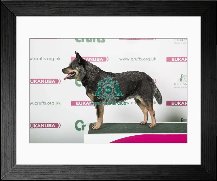 Framed Print : 2018 Best of Breed Australian Cattle Dog Framed Print : 2018 Best of Breed Australian Cattle Dog
