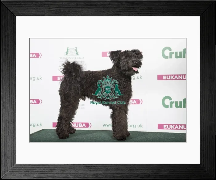 Framed Print : 2018 Best of Breed AV Imported Register Pastoral Framed Print : 2018 Best of Breed AV Imported Register Pastoral