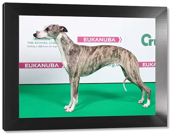 2018 Best of Breed Whippet