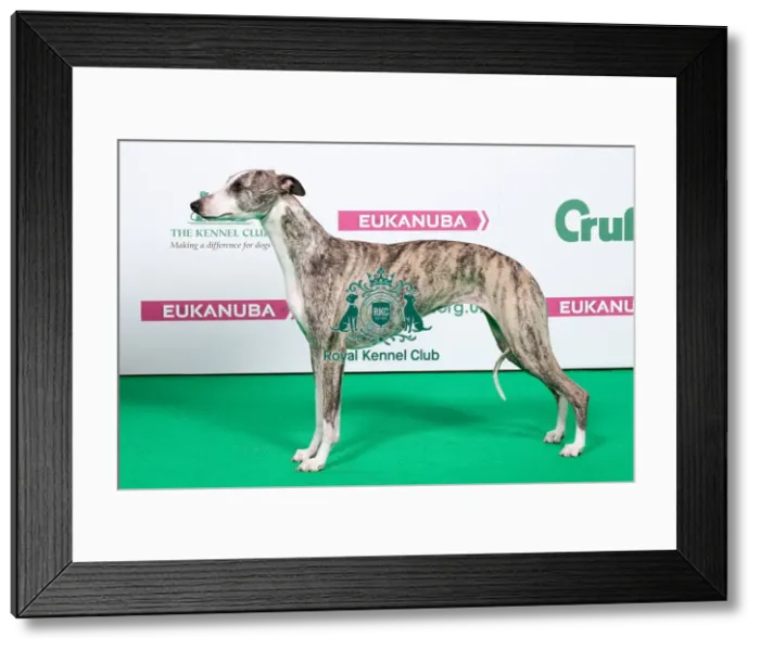 Framed Print : 2018 Best of Breed Whippet Framed Print : 2018 Best of Breed Whippet