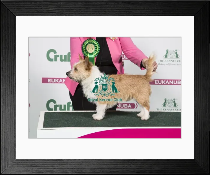 Framed Print : 2018 Best of Breed Portuguese Podengo (Warren Hound)