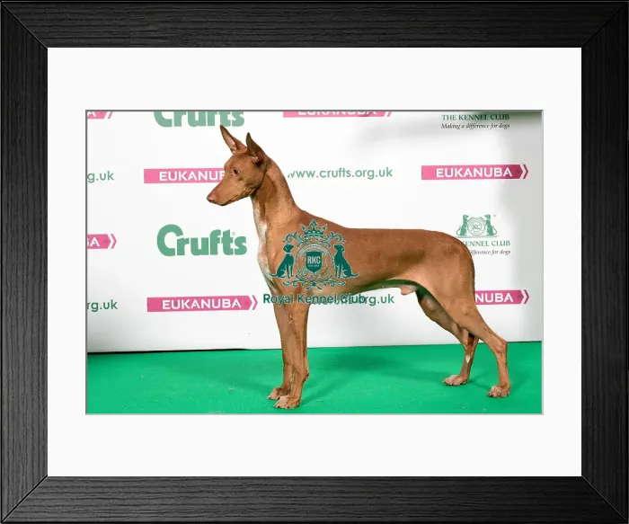 Framed Print : 2018 Best of Breed Pharaoh Hound Framed Print : 2018 Best of Breed Pharaoh Hound