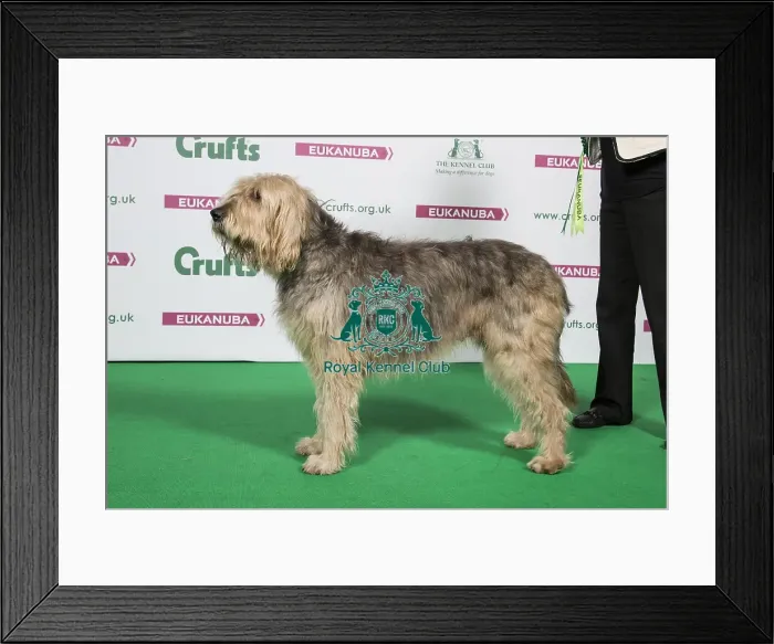 Framed Print : 2018 Best of Breed Otterhound Framed Print : 2018 Best of Breed Otterhound