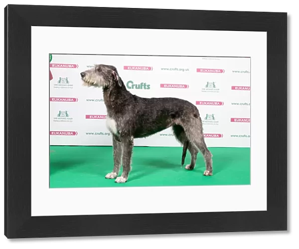2018 Best of Breed Irish Wolfhound