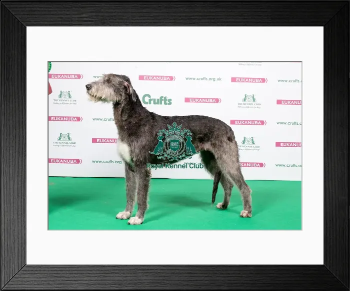 Framed Print : 2018 Best of Breed Irish Wolfhound Framed Print : 2018 Best of Breed Irish Wolfhound