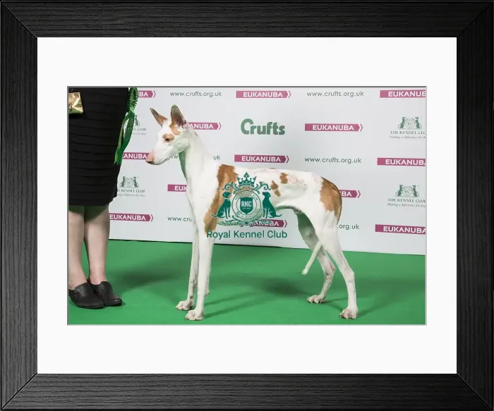 Framed Print : 2018 Best of Breed Ibizan Hound Framed Print : 2018 Best of Breed Ibizan Hound