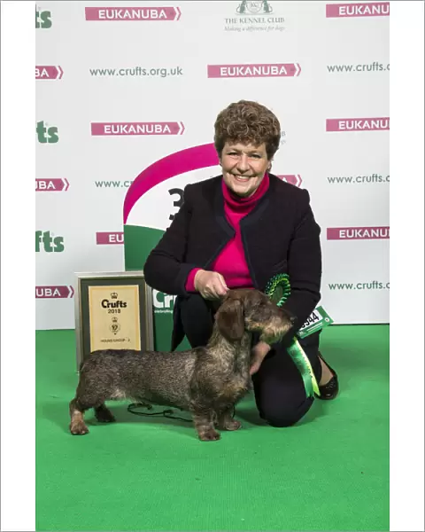 2018 Hound Group 3rd place Dachshund (Wire Haired)