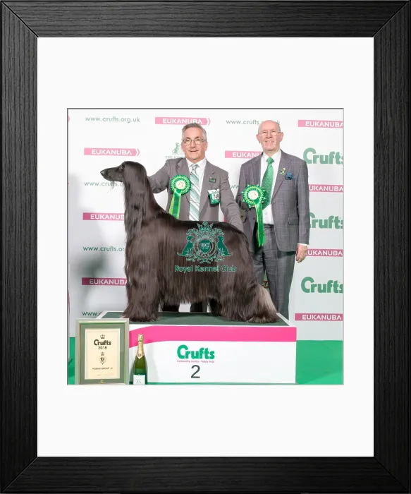 Framed Print : 2018 Hound Group 2nd place Afghan Hound Framed Print : 2018 Hound Group 2nd place Afghan Hound