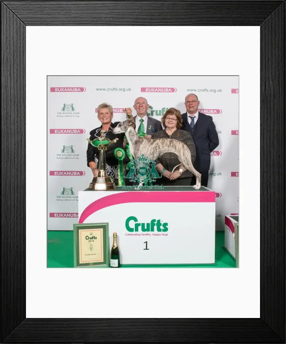 Framed Print : 2018 Hound Group Winner Whippet Framed Print : 2018 Hound Group Winner Whippet