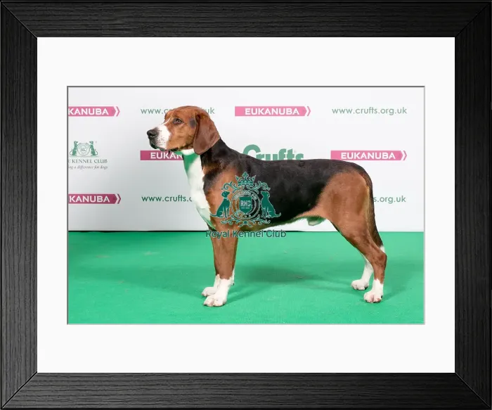 Framed Print : 2018 Best of Breed Hamiltonstovare Framed Print : 2018 Best of Breed Hamiltonstovare