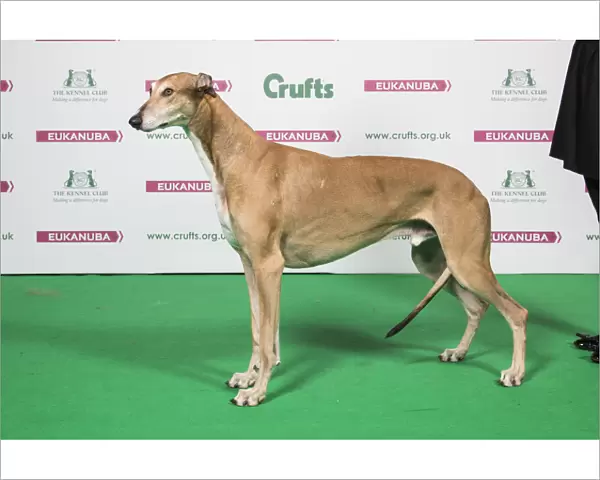 2018 Best of Breed Greyhound