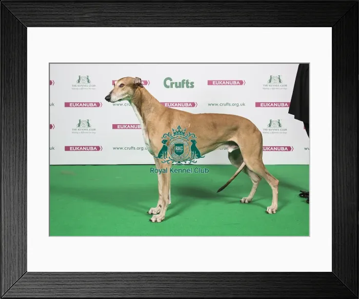 Framed Print : 2018 Best of Breed Greyhound