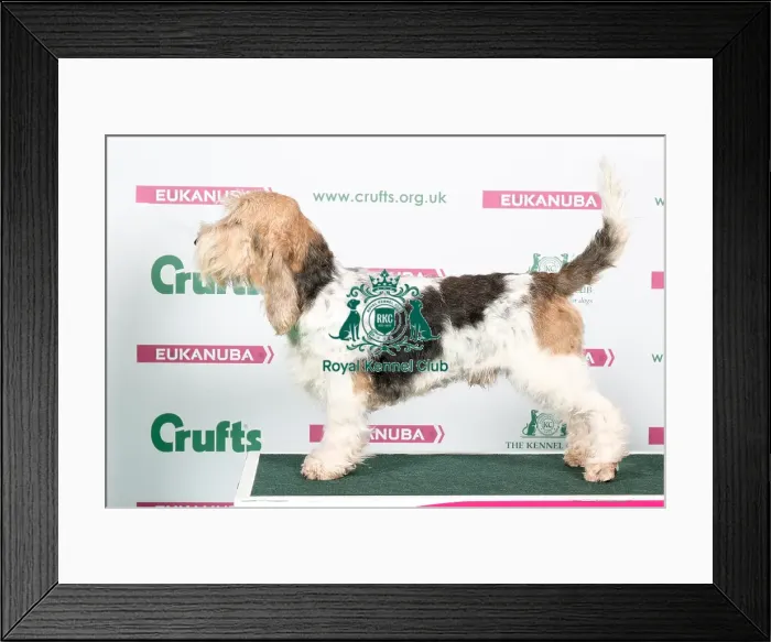 Framed Print : 2018 Best of Breed Basset Griffon Vendeen (Grand) Framed Print : 2018 Best of Breed Basset Griffon Vendeen (Grand)