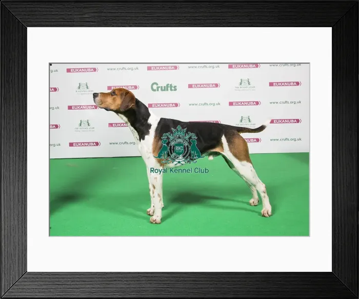Framed Print : 2018 Best of Breed Foxhound