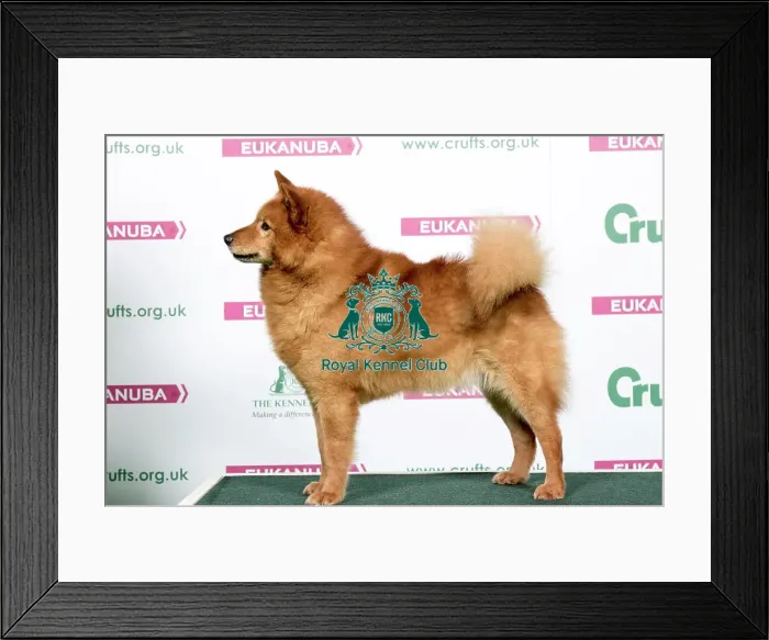 Framed Print : 2018 Best of Breed Finnish Spitz Framed Print : 2018 Best of Breed Finnish Spitz