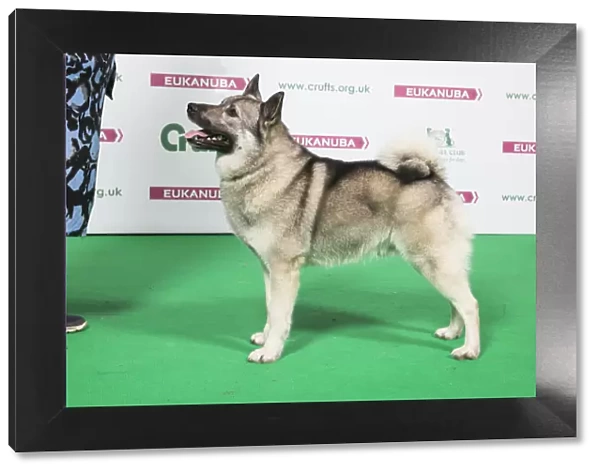 2018 Best of Breed Norwegian Elkhound