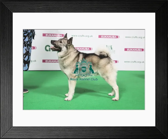 Framed Print : 2018 Best of Breed Norwegian Elkhound Framed Print : 2018 Best of Breed Norwegian Elkhound