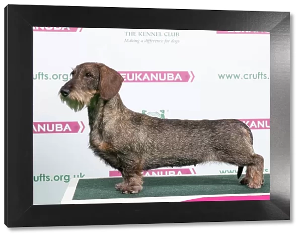 2018 Best of Breed Dachshund (Wire Haired)