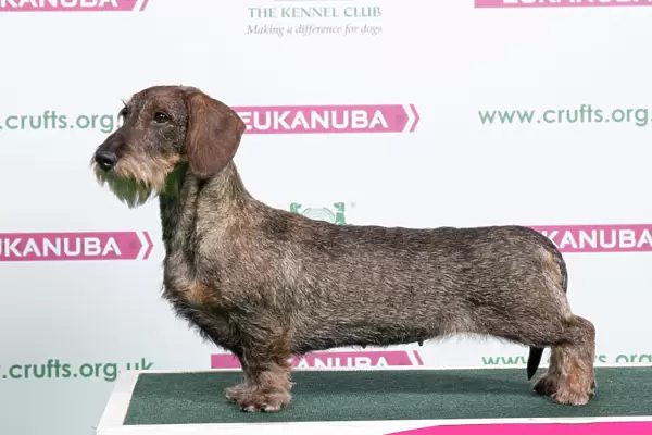2018 Best of Breed Dachshund (Wire Haired)