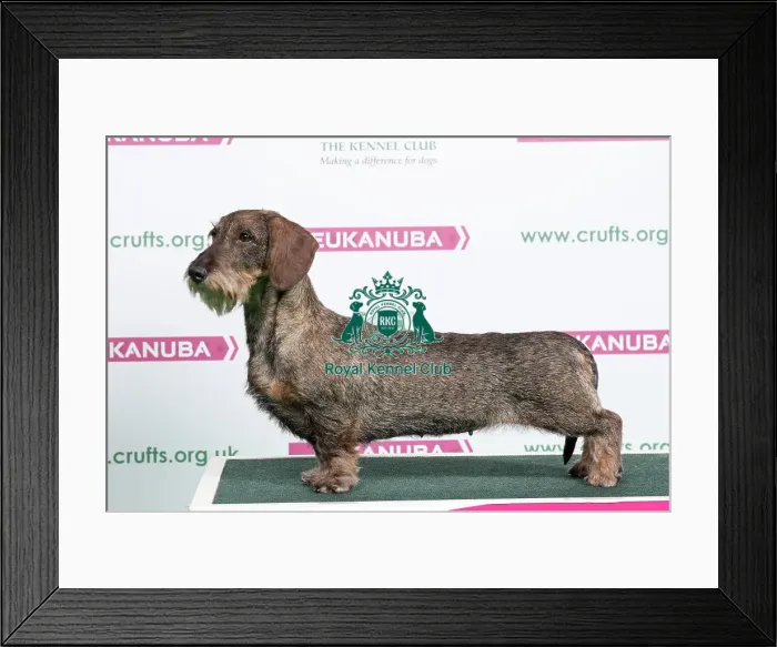 Framed Print : 2018 Best of Breed Dachshund (Wire Haired) Framed Print : 2018 Best of Breed Dachshund (Wire Haired)