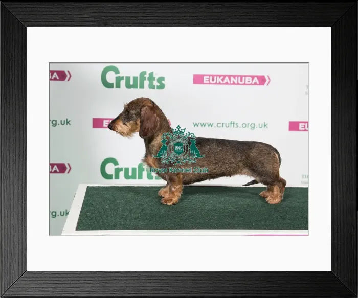 Framed Print : 2018 Best of Breed Dachshunf (Miniture Wire Haired) Framed Print : 2018 Best of Breed Dachshunf (Miniture Wire Haired)