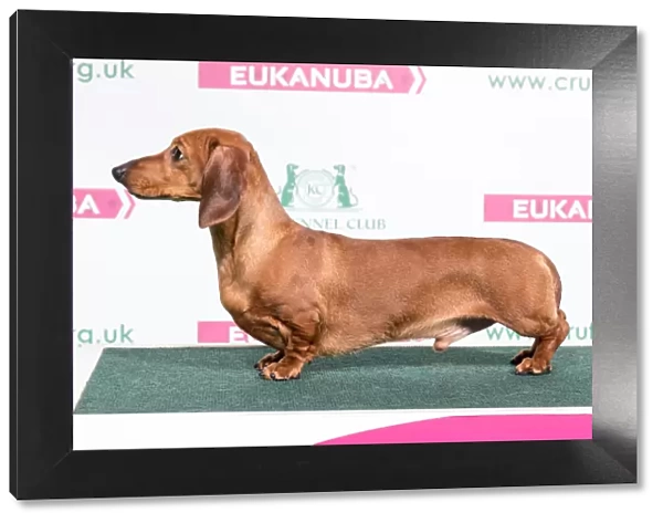 2018 Best of Breed Dachshund (Miniature Smooth Haired