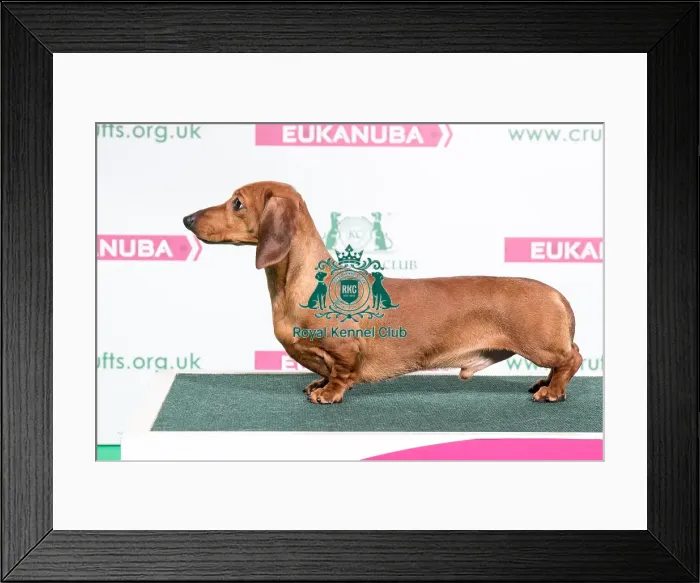 Framed Print : 2018 Best of Breed Dachshund (Miniature Smooth Haired Framed Print : 2018 Best of Breed Dachshund (Miniature Smooth Haired