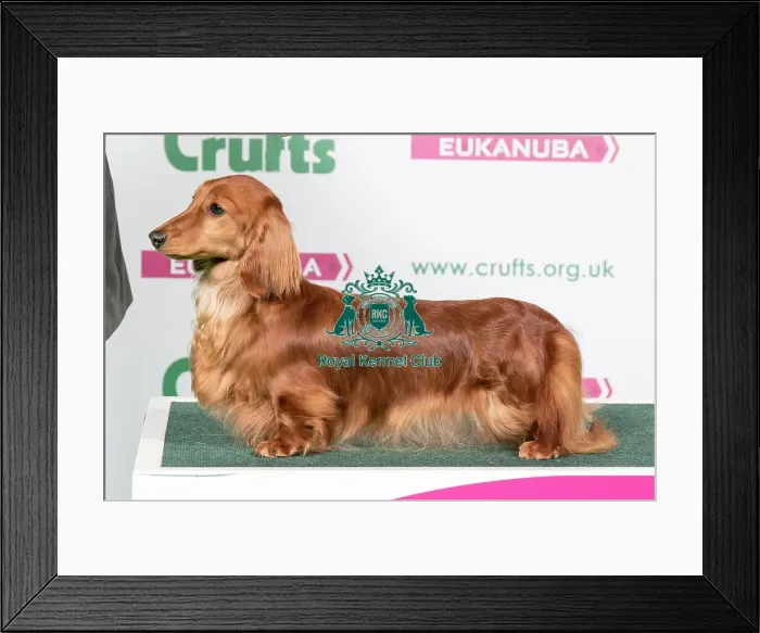 Framed Print : 2018 Best of Breed Dachshund (Miniature Long Haired) Framed Print : 2018 Best of Breed Dachshund (Miniature Long Haired)