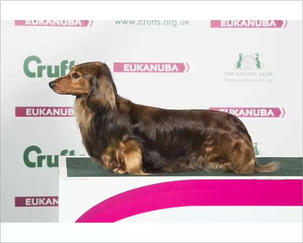 2018 Best of Breed Dachshund (Long Haired)
