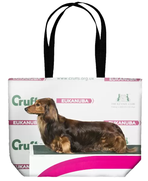 2018 Best of Breed Dachshund (Long Haired)