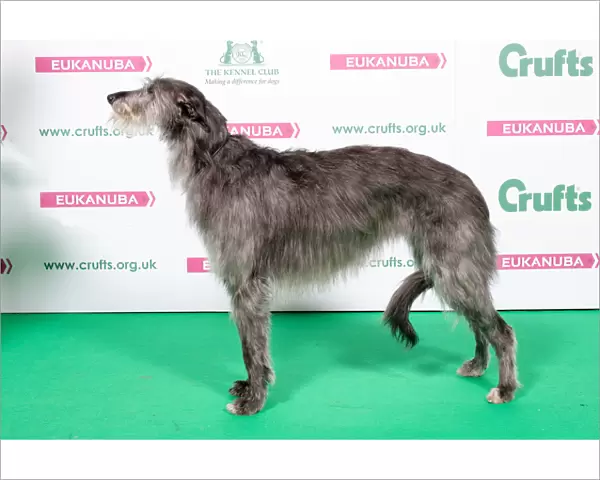 2018 Best of Breed Deerhound