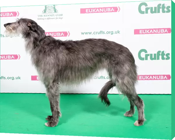 2018 Best of Breed Deerhound