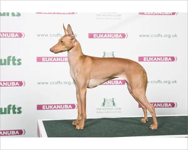 2018 Best of Breed Cirneco Dell etna