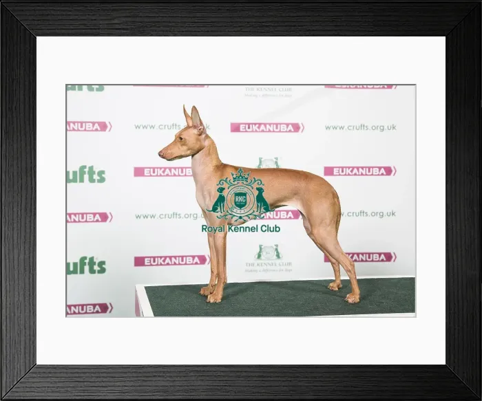 Framed Print : 2018 Best of Breed Cirneco Dell etna Framed Print : 2018 Best of Breed Cirneco Dell etna