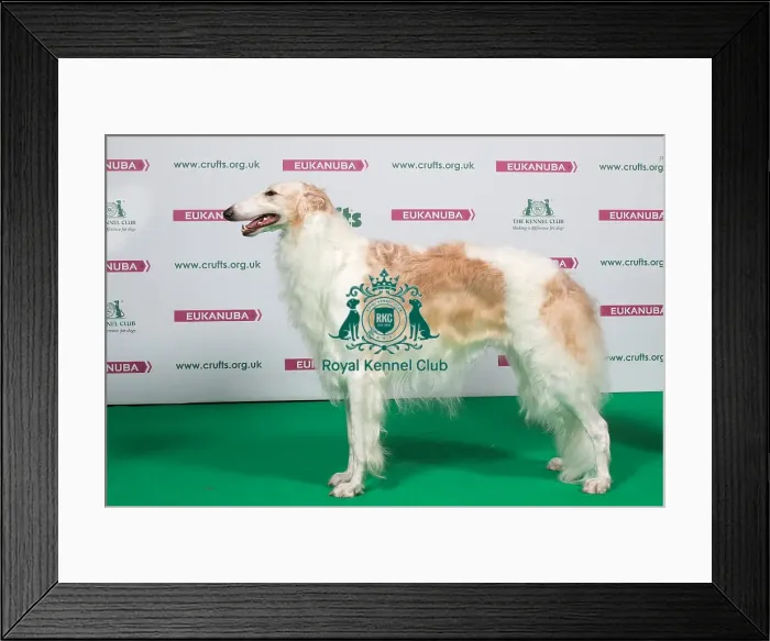 Framed Print : 2018 Best of Breed Borzoi Framed Print : 2018 Best of Breed Borzoi