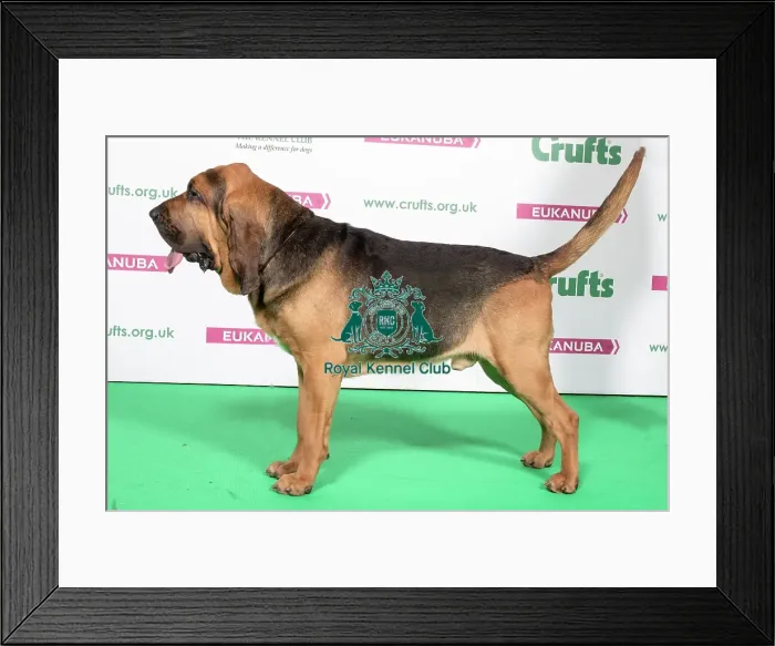 Framed Print : 2018 Best of Breed Bloodhound Framed Print : 2018 Best of Breed Bloodhound