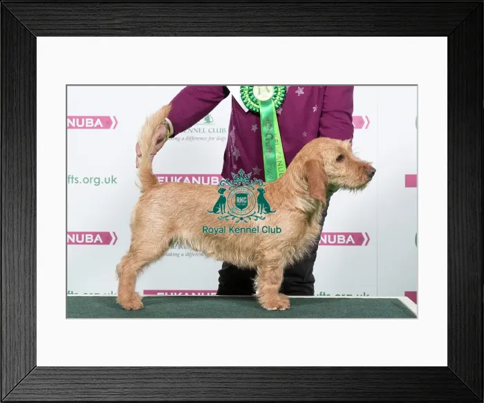 Framed Print : 2018 Best of Breed Basset Fauve de Bretagne Framed Print : 2018 Best of Breed Basset Fauve de Bretagne