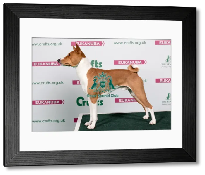 Framed Print : 2018 Best of Breed Basenji