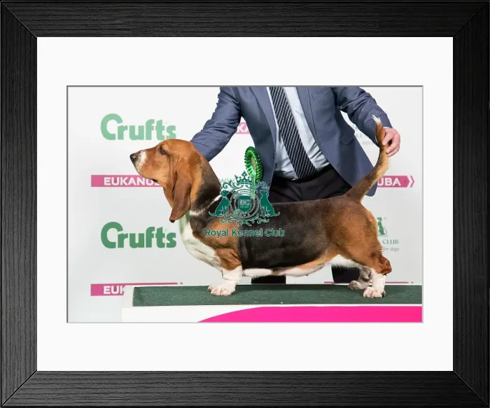Framed Print : 2018 Best of Breed Basset Hound Framed Print : 2018 Best of Breed Basset Hound