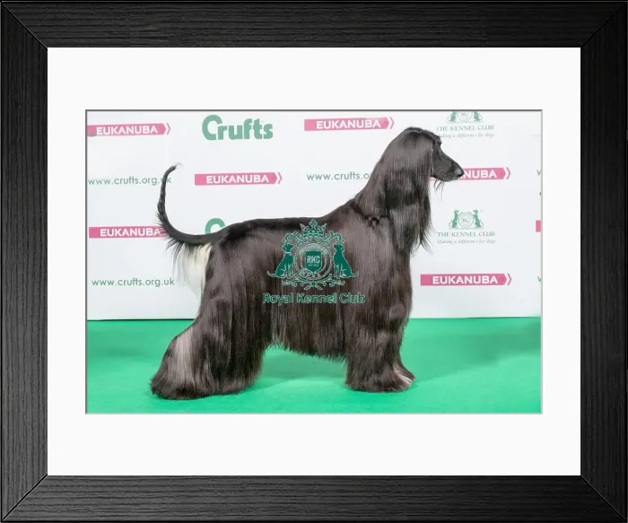 Framed Print : 2018 Best of Breed Afghan Hound